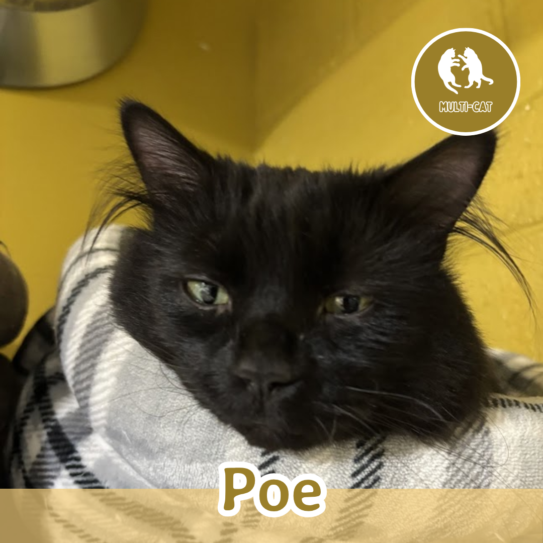 Poe (1).png