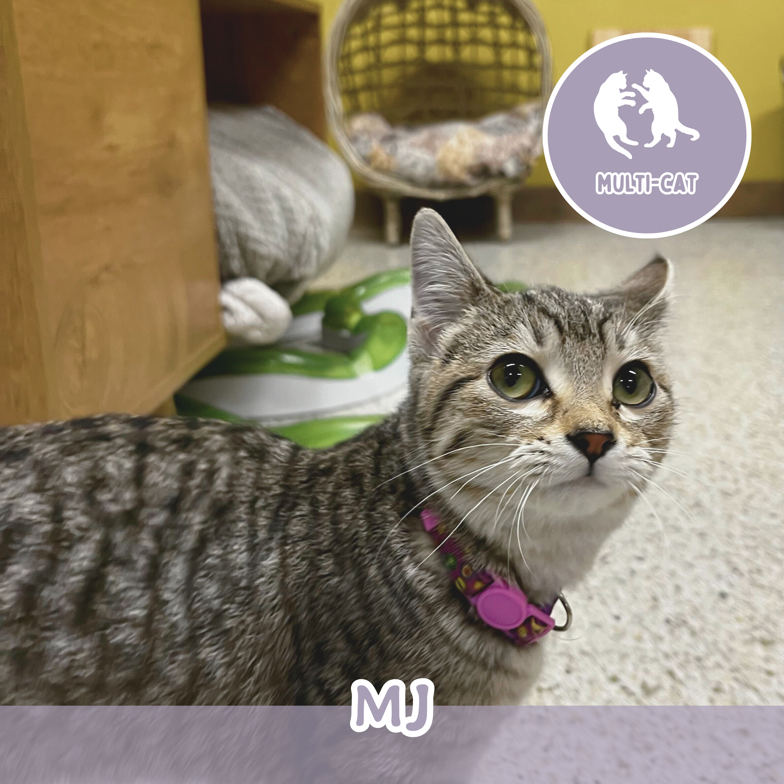 cat whiskers☆ 専用 Meet the Cats — Wired Whisker | Cat Cafe