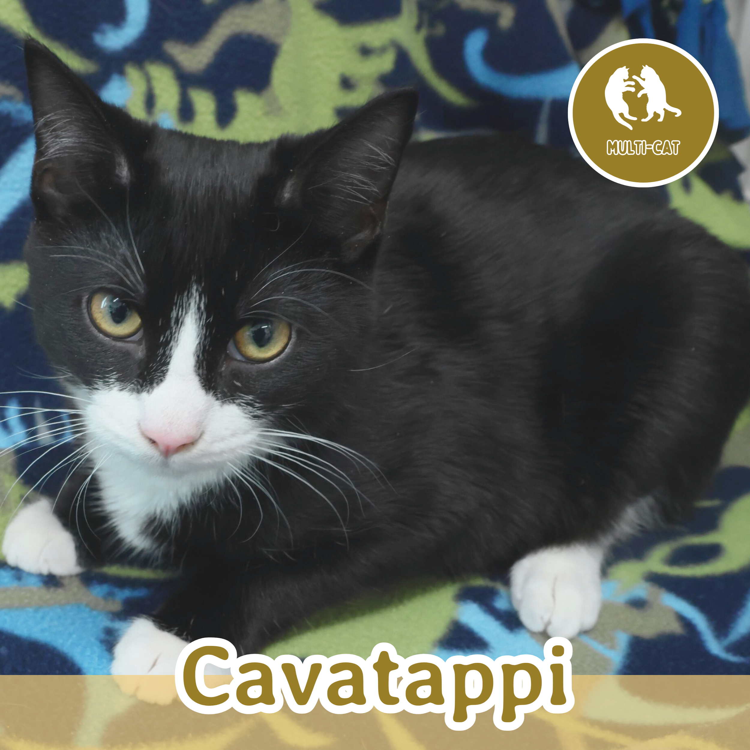 Meet the Cats — Wired Whisker | Cat Cafe