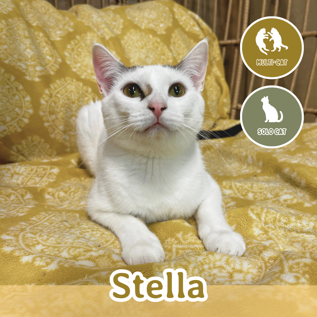Stella.png