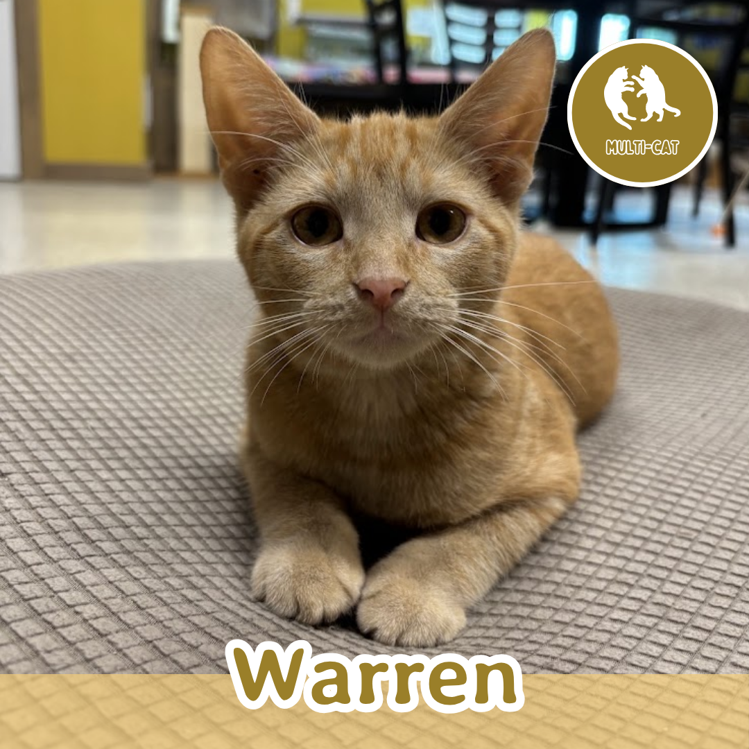 warren.png
