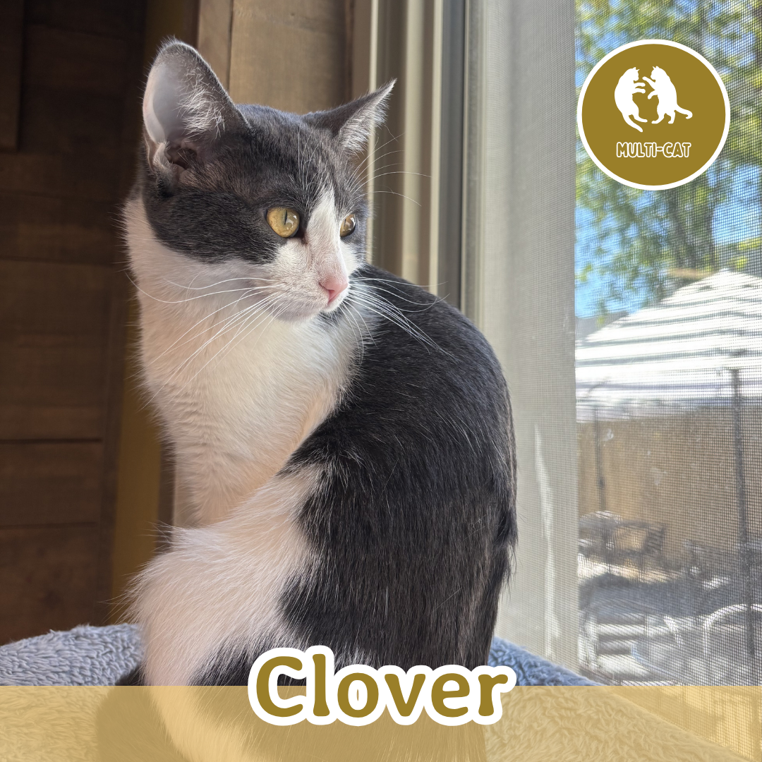 Clover.png