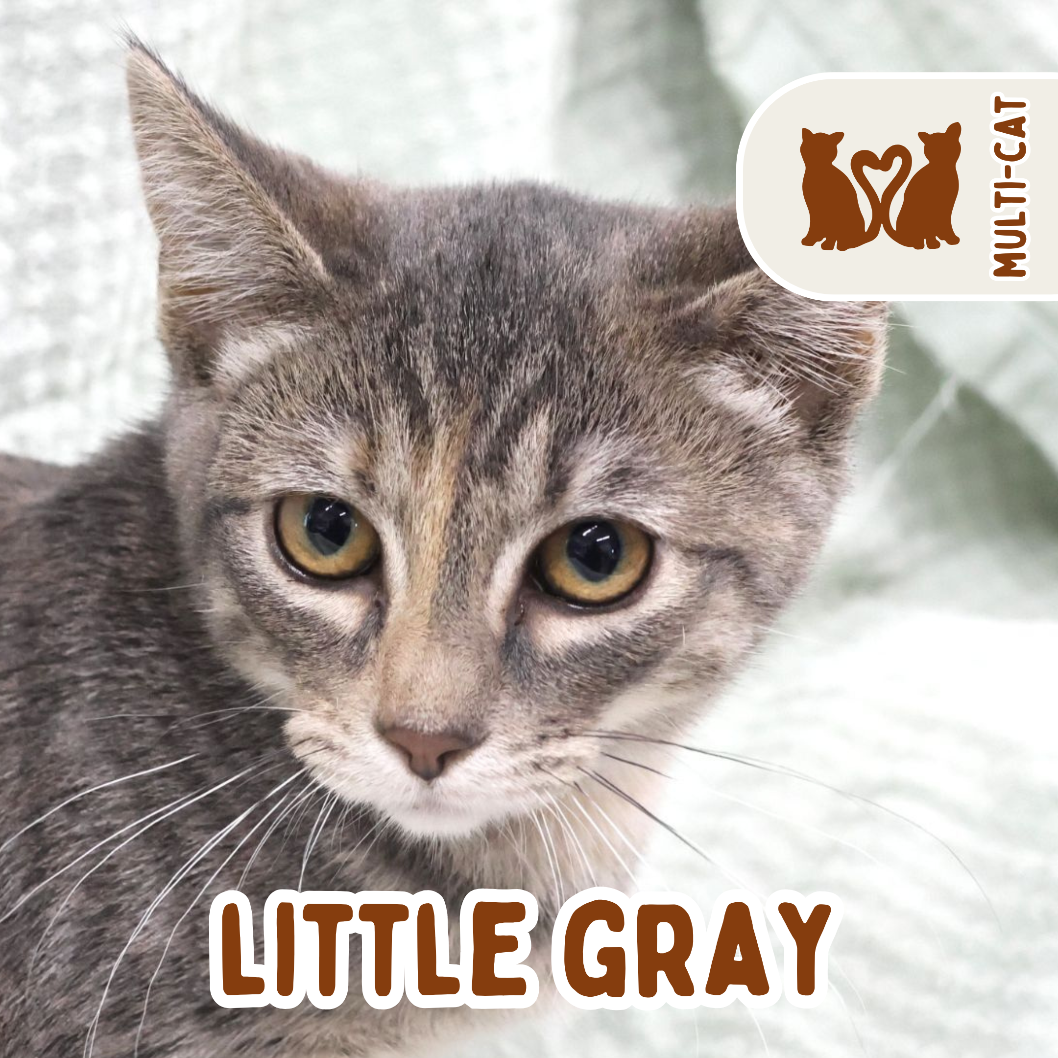 Little gray.png