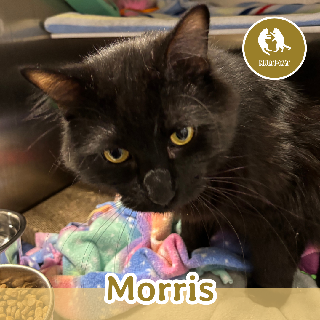 Morris.png