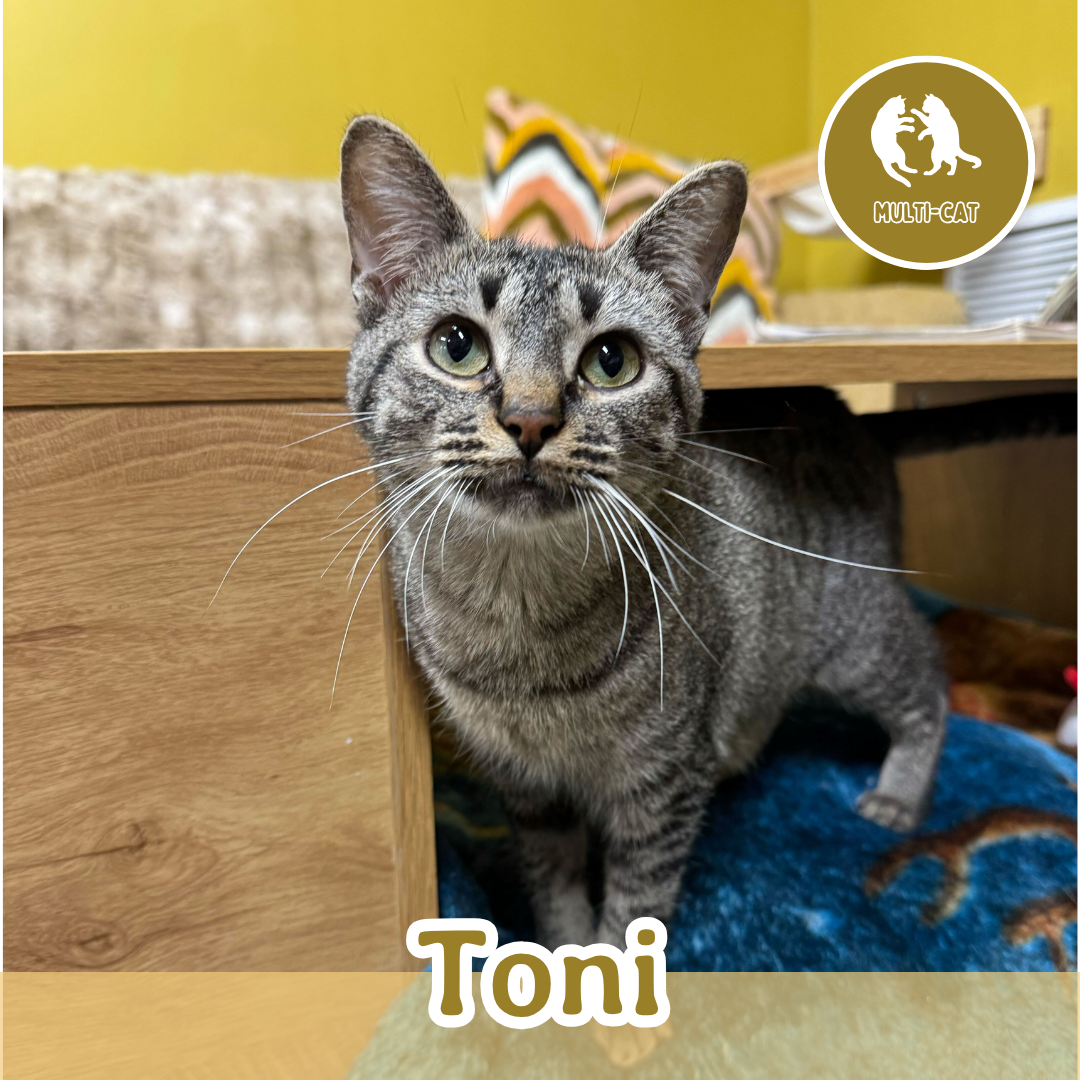 Toni (1).png