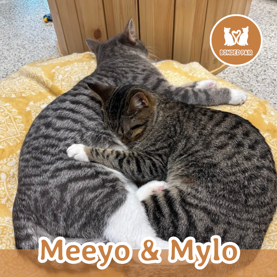 Meeyo (2).png