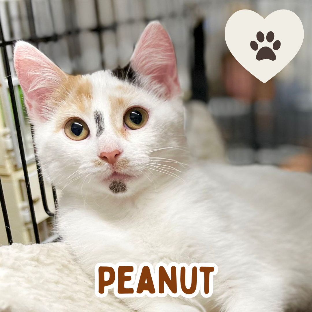 Peanut (1).png