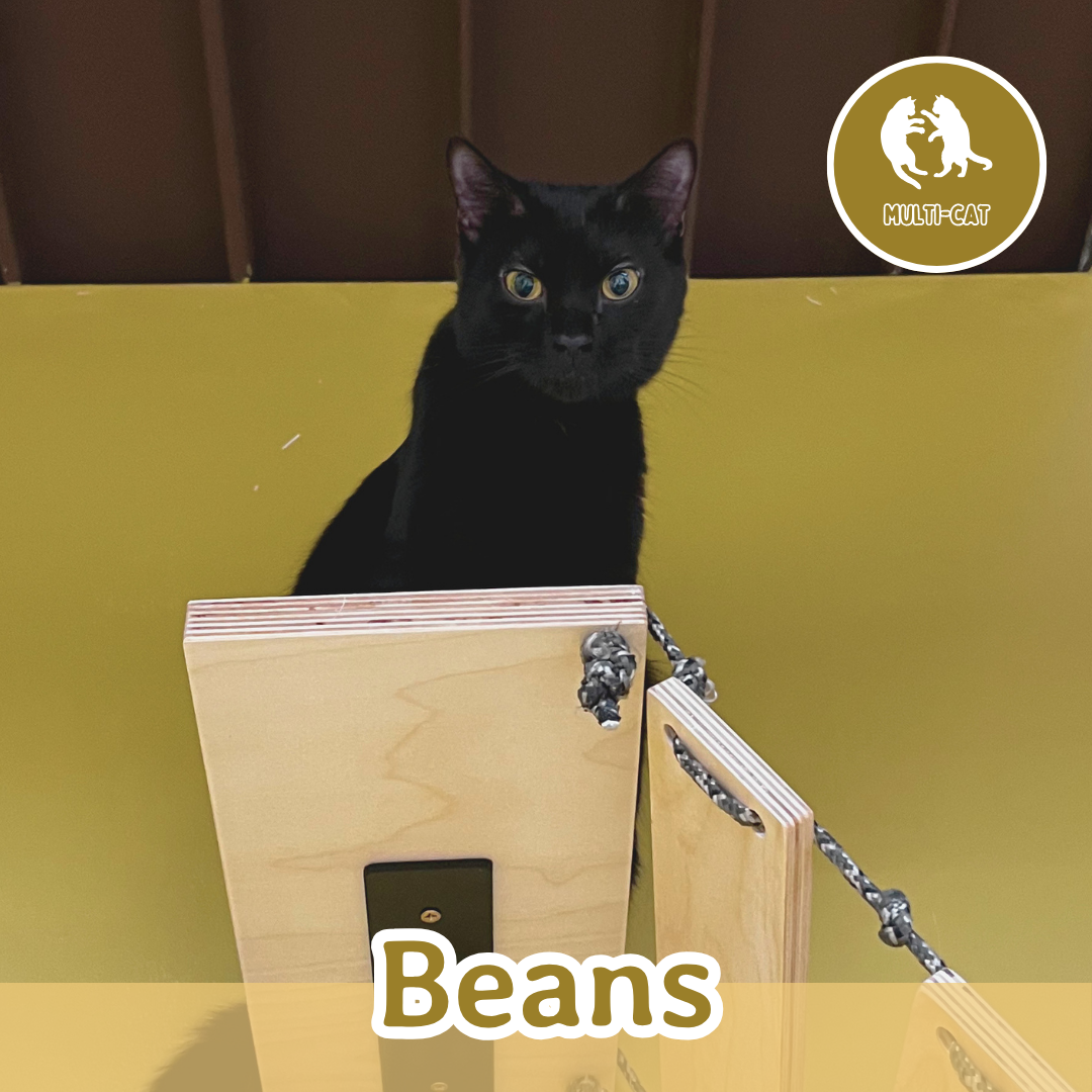 Beans (1).png