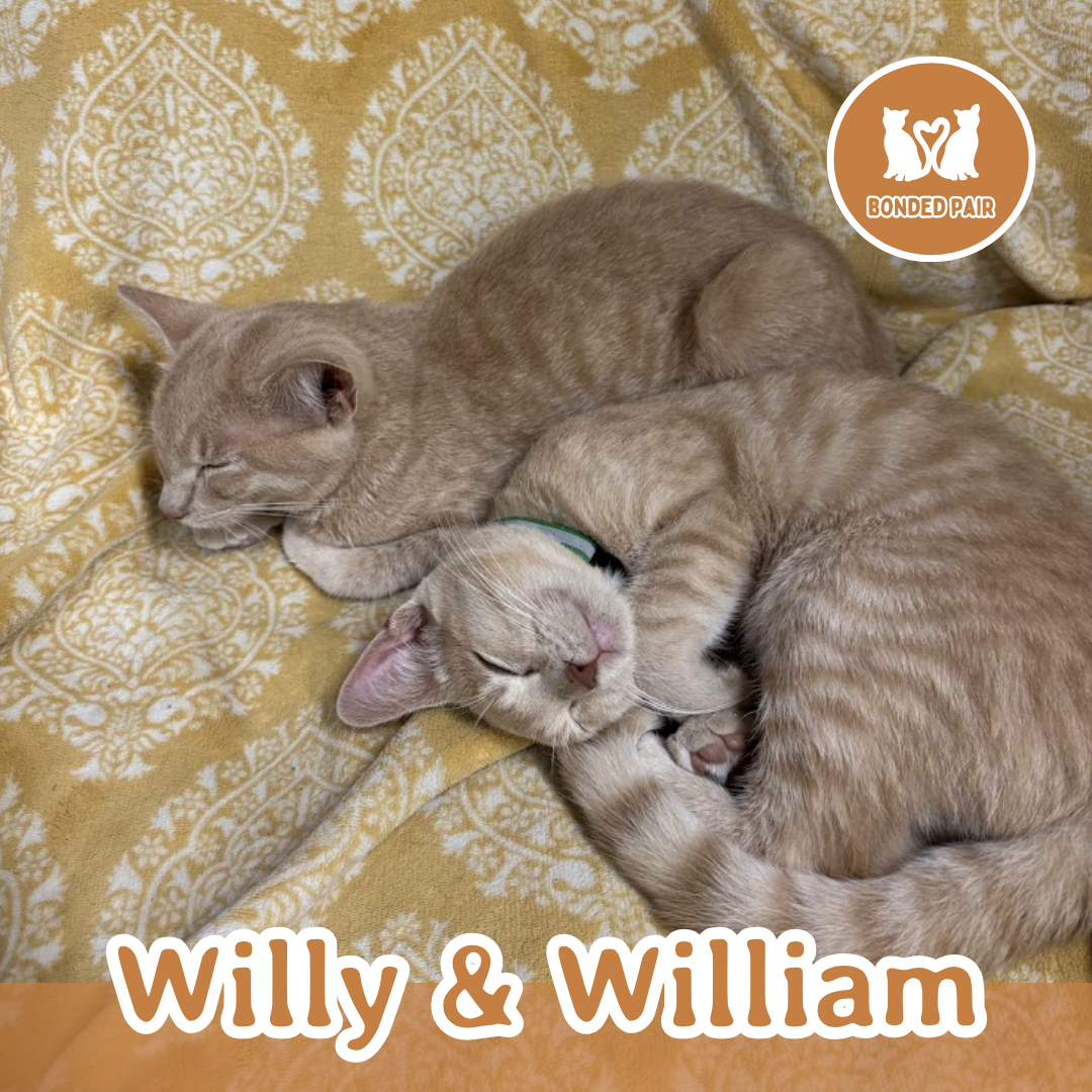 Willy.png