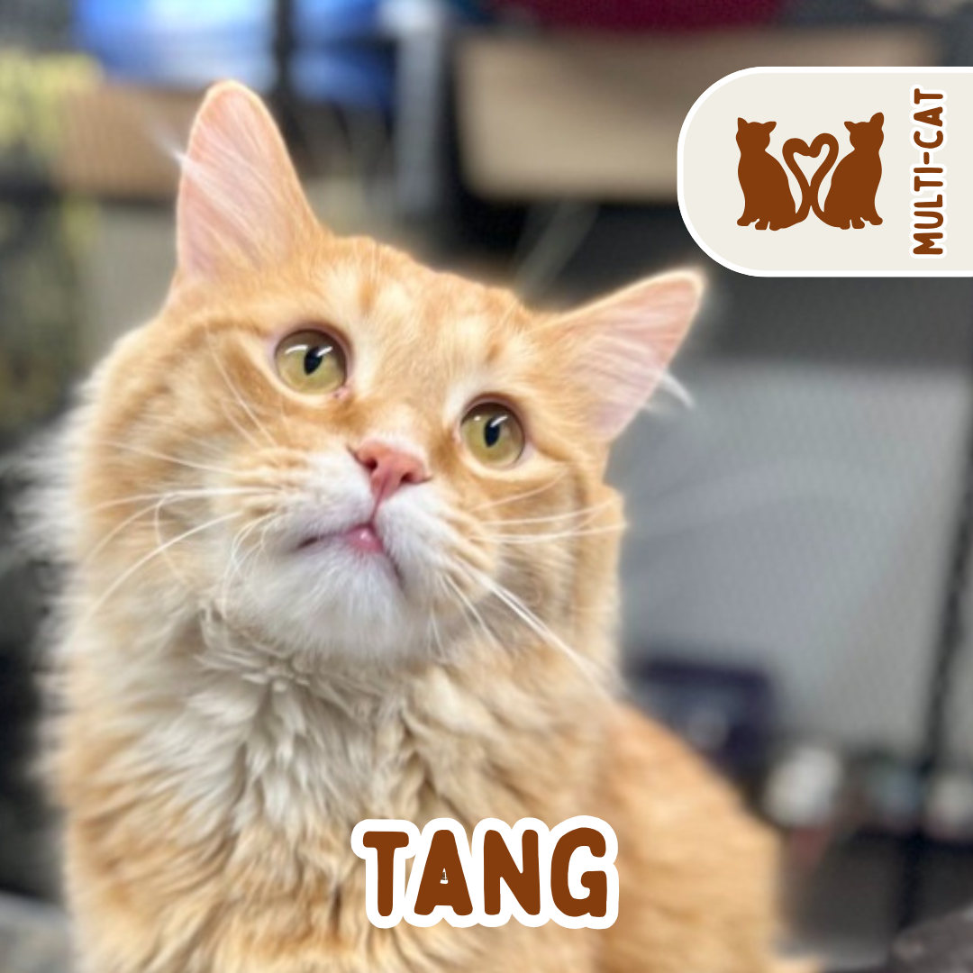 tang.png