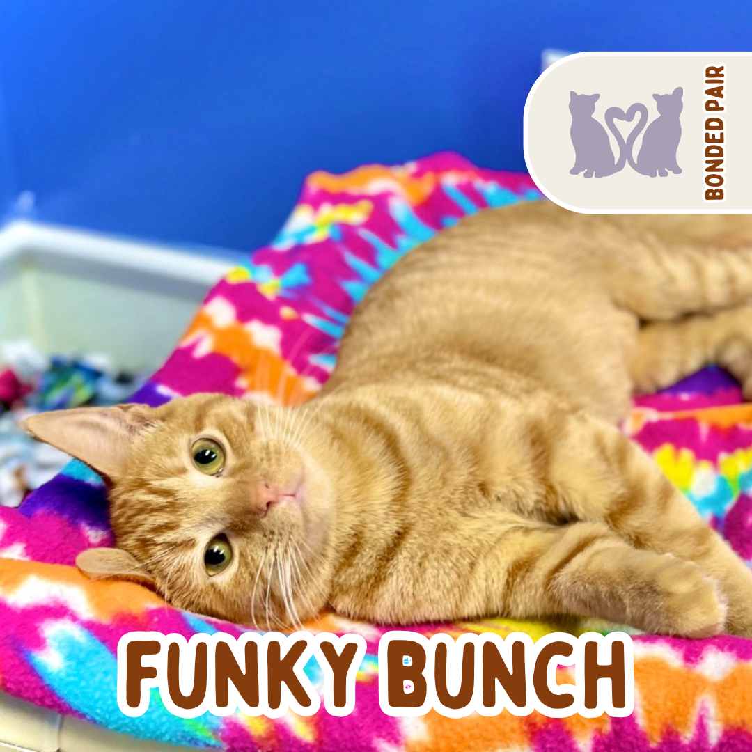 funky.png