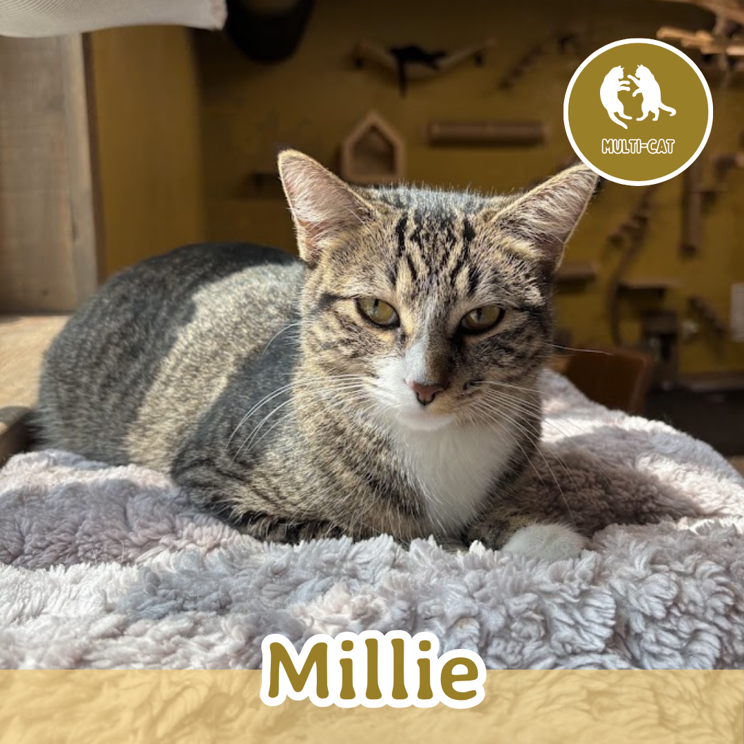 Millie (1).png