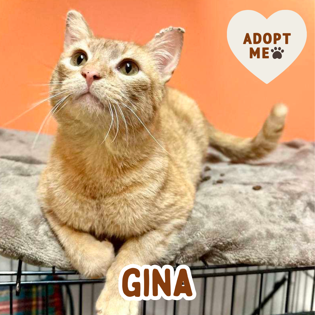 gina.png