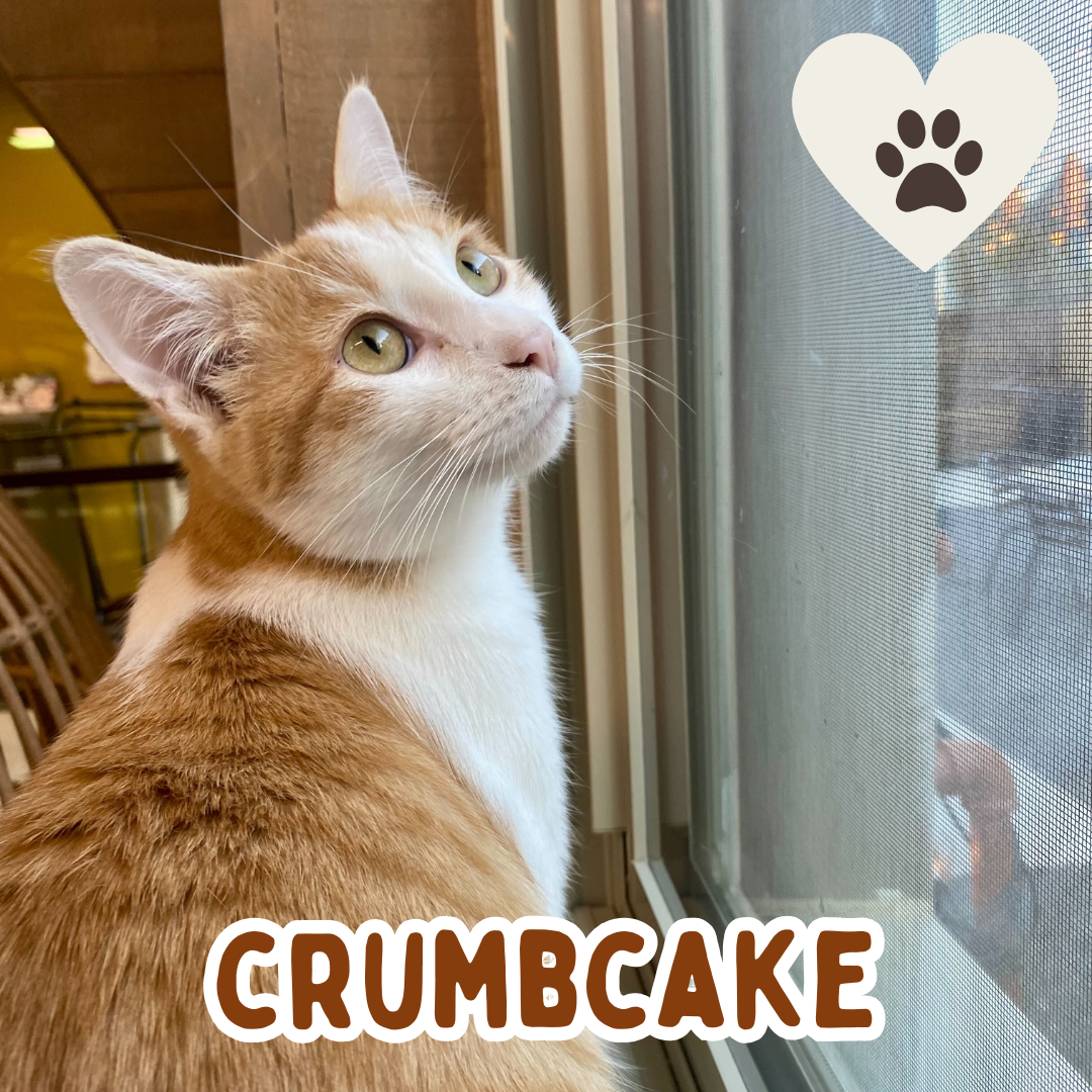 crumbcake.png