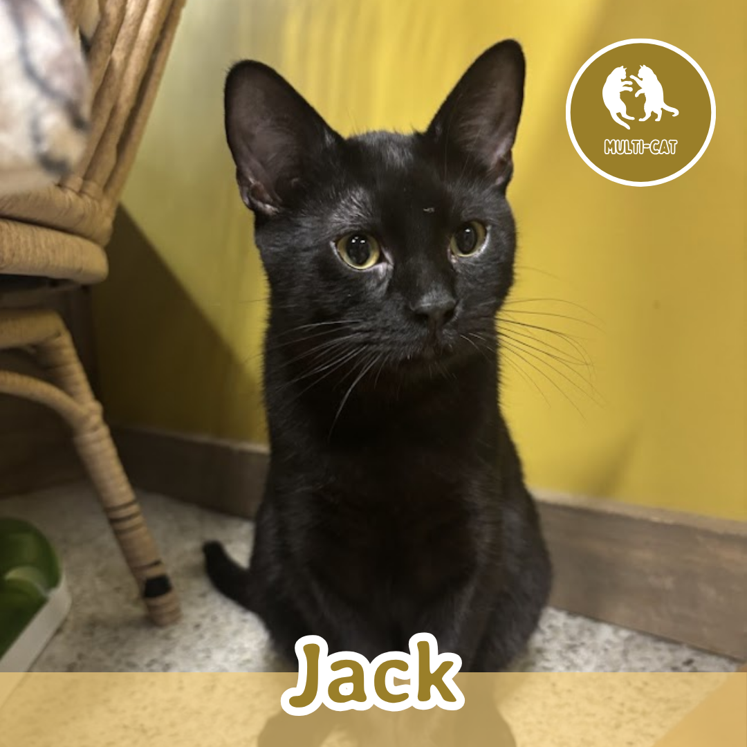 Jack.png