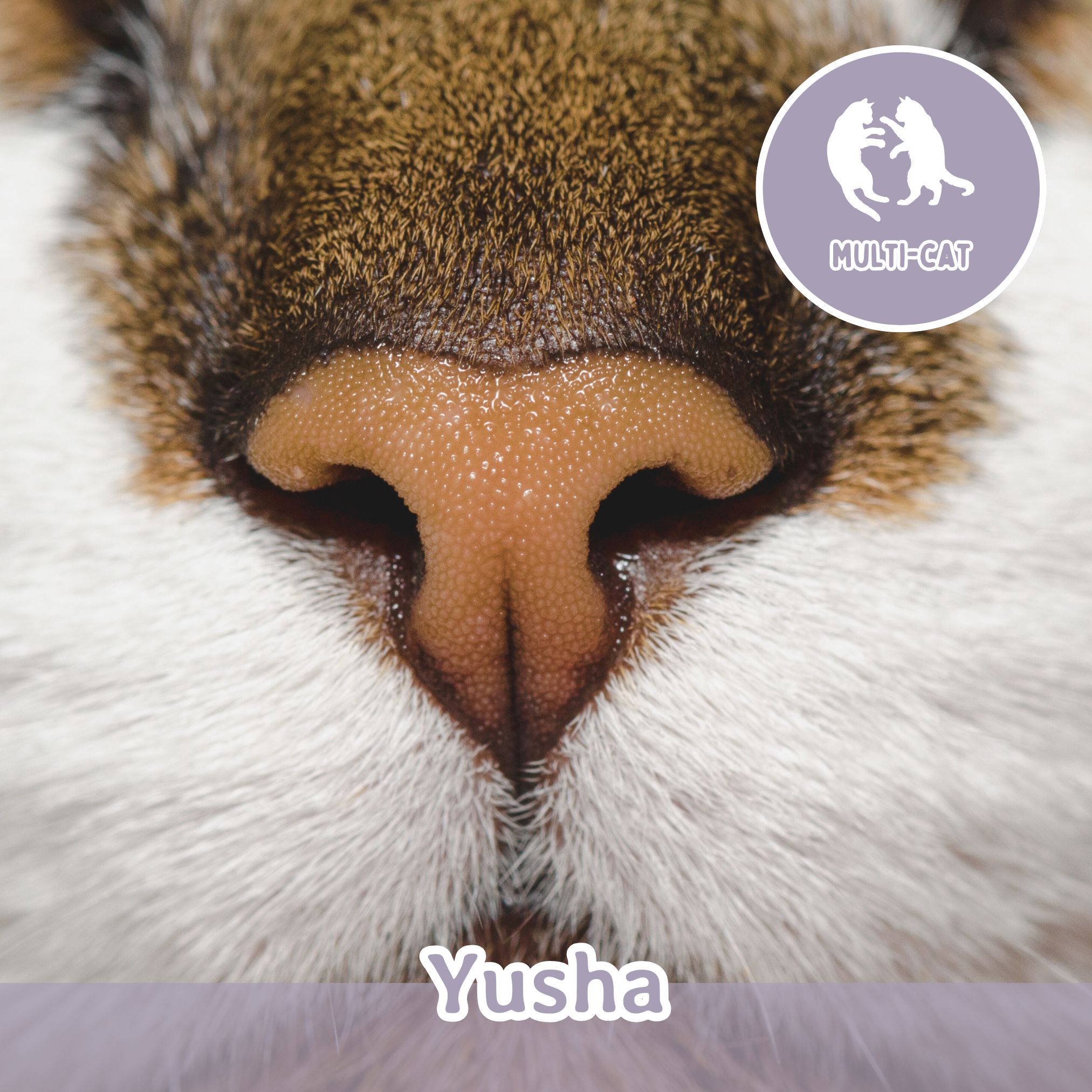 Meet the Cats — Wired Whisker | Cat Cafe