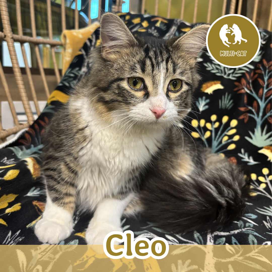 Cleo.png