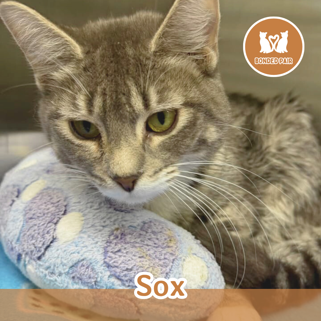Sox.png