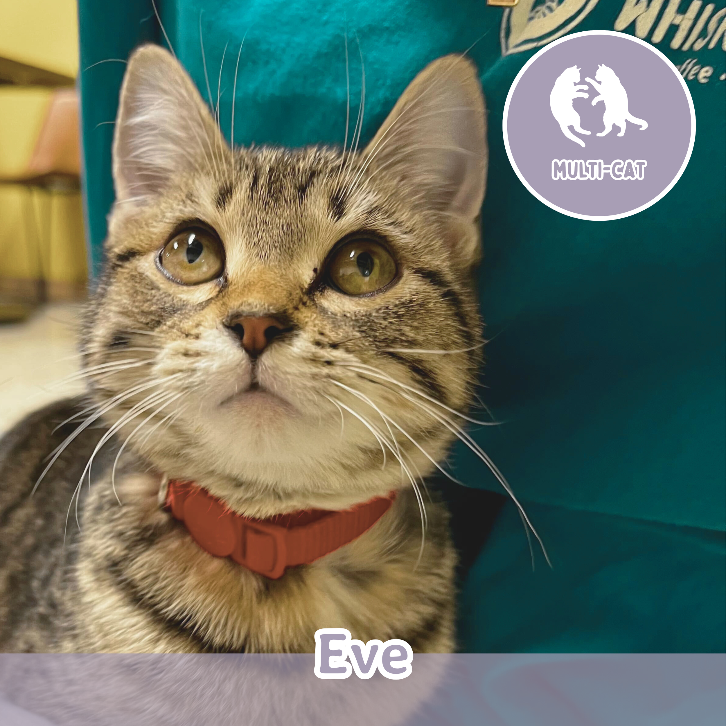 Meet the Cats — Wired Whisker | Cat Cafe