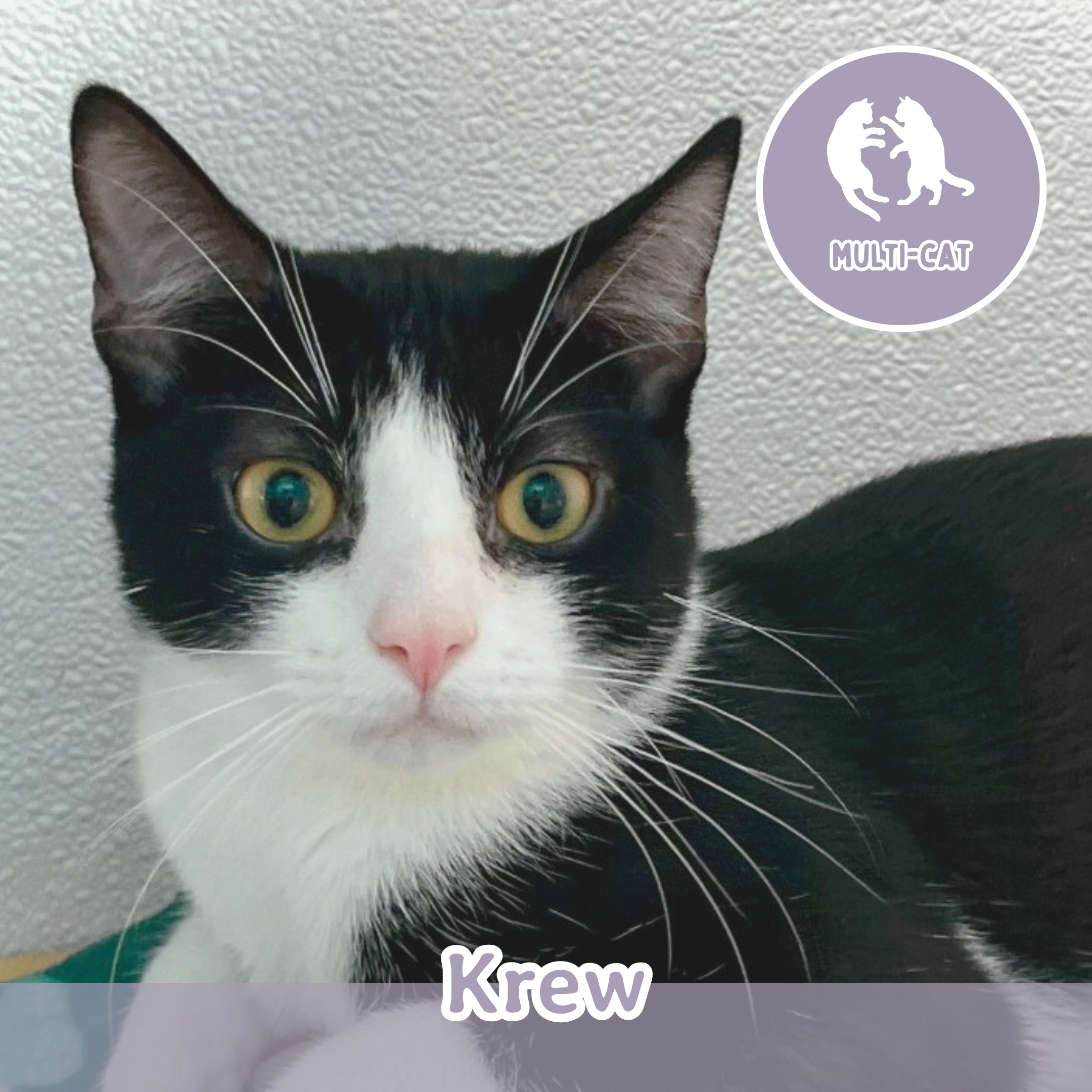 Meet the Cats — Wired Whisker | Cat Cafe