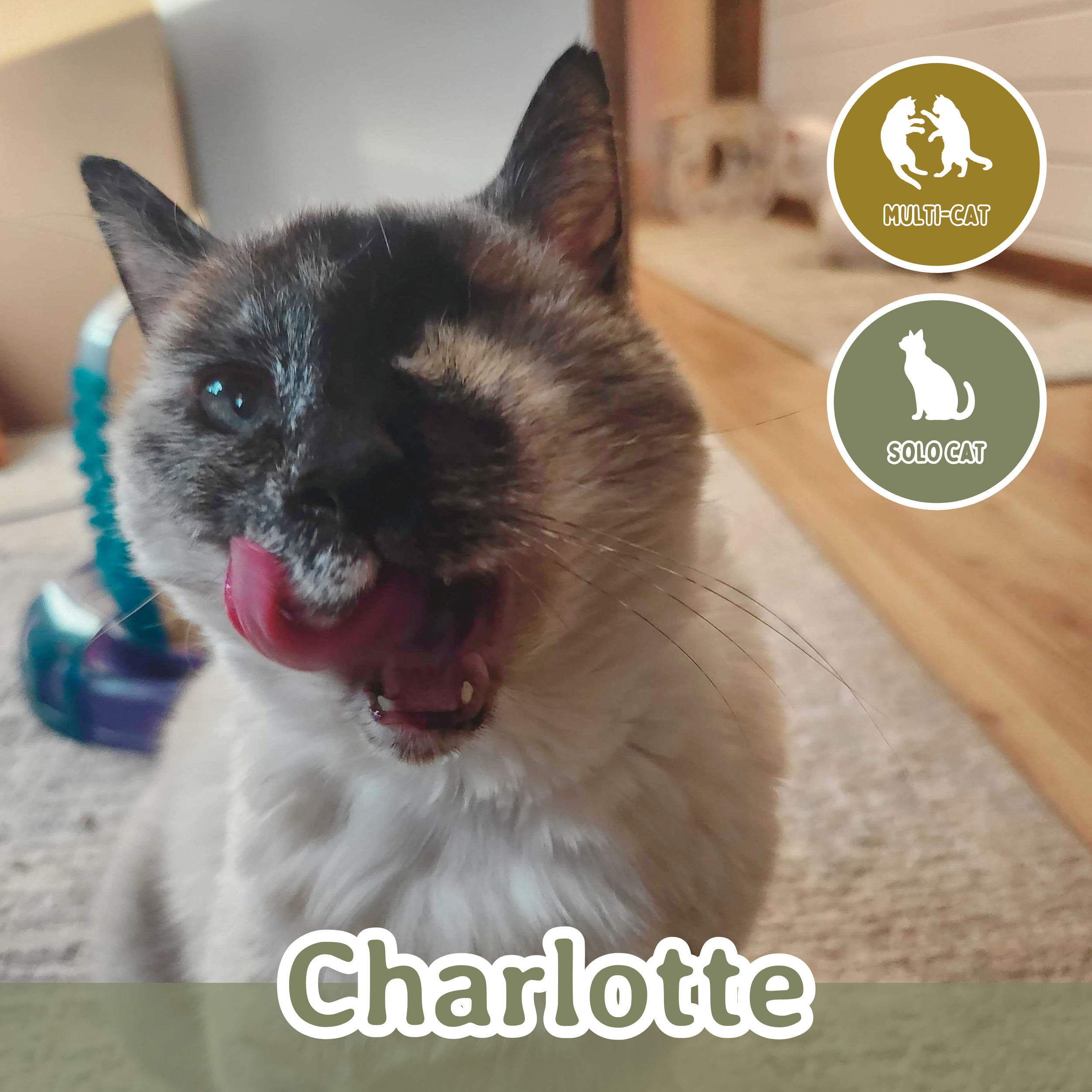 charlotte (1).png