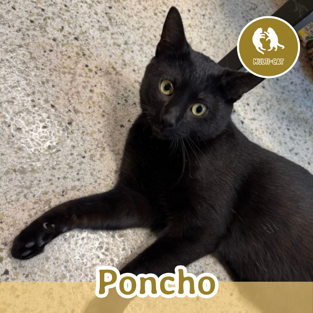 Poncho.png