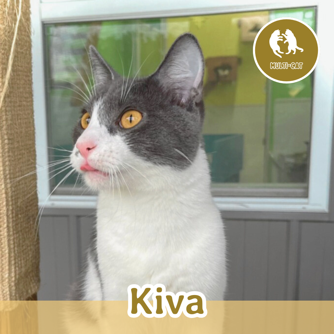 kiva.png