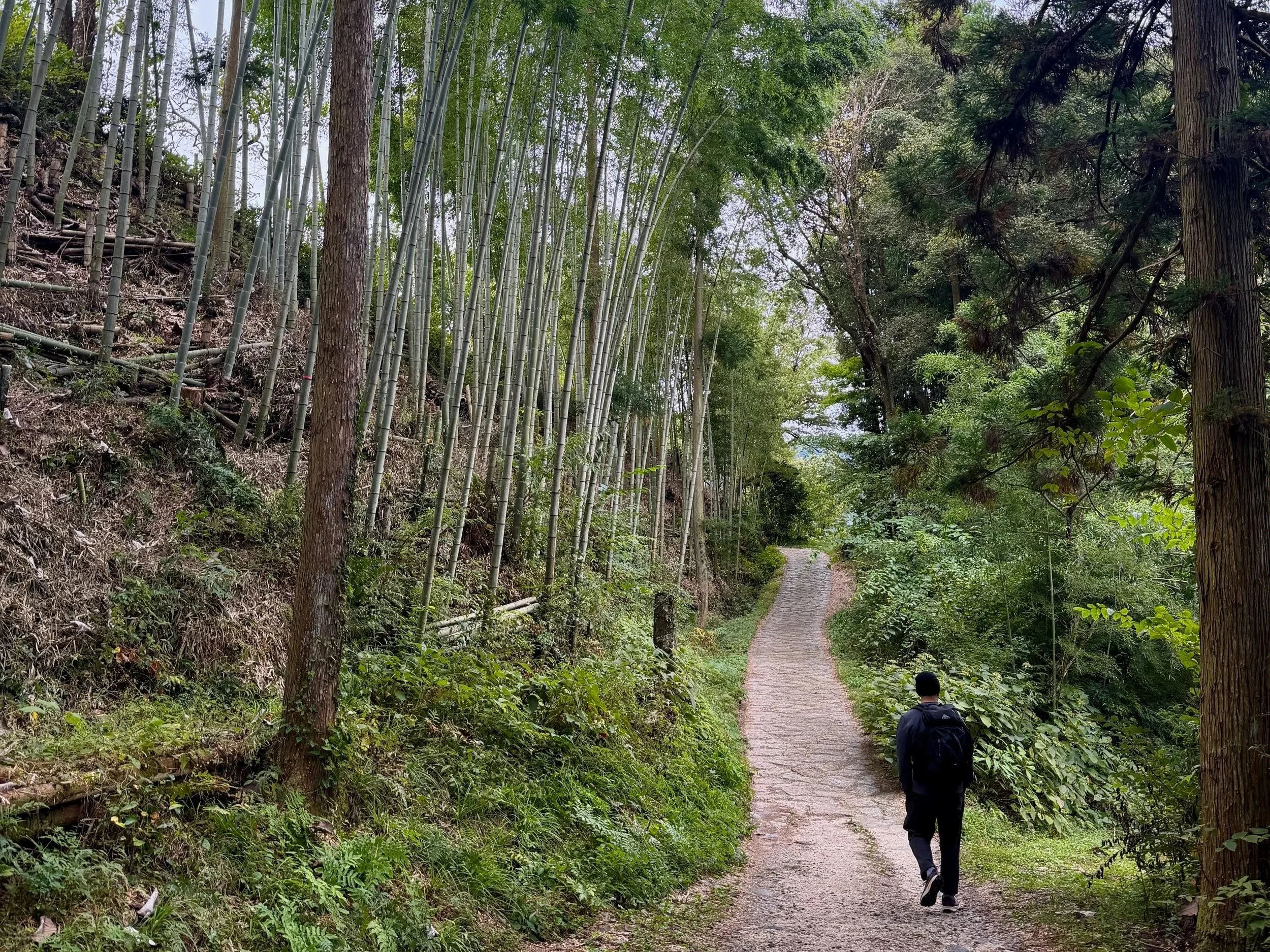 A person with a backpack walking down a dirt path surrounded by lush green trees and bamboo.