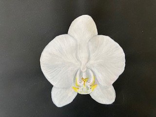 IMG_1383.jpg