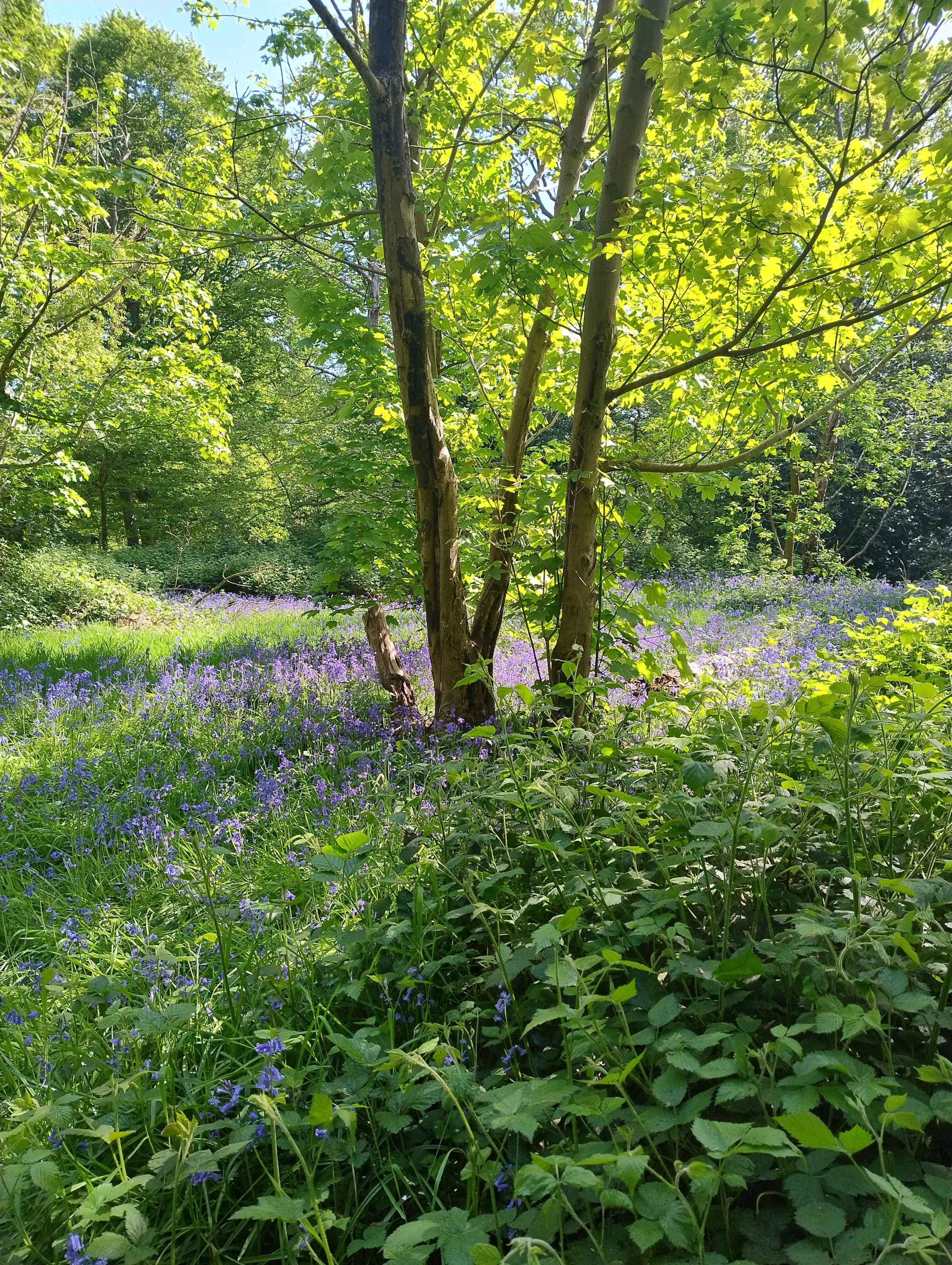 Ease into Early Spring with Ayurveda: The Great Thaw