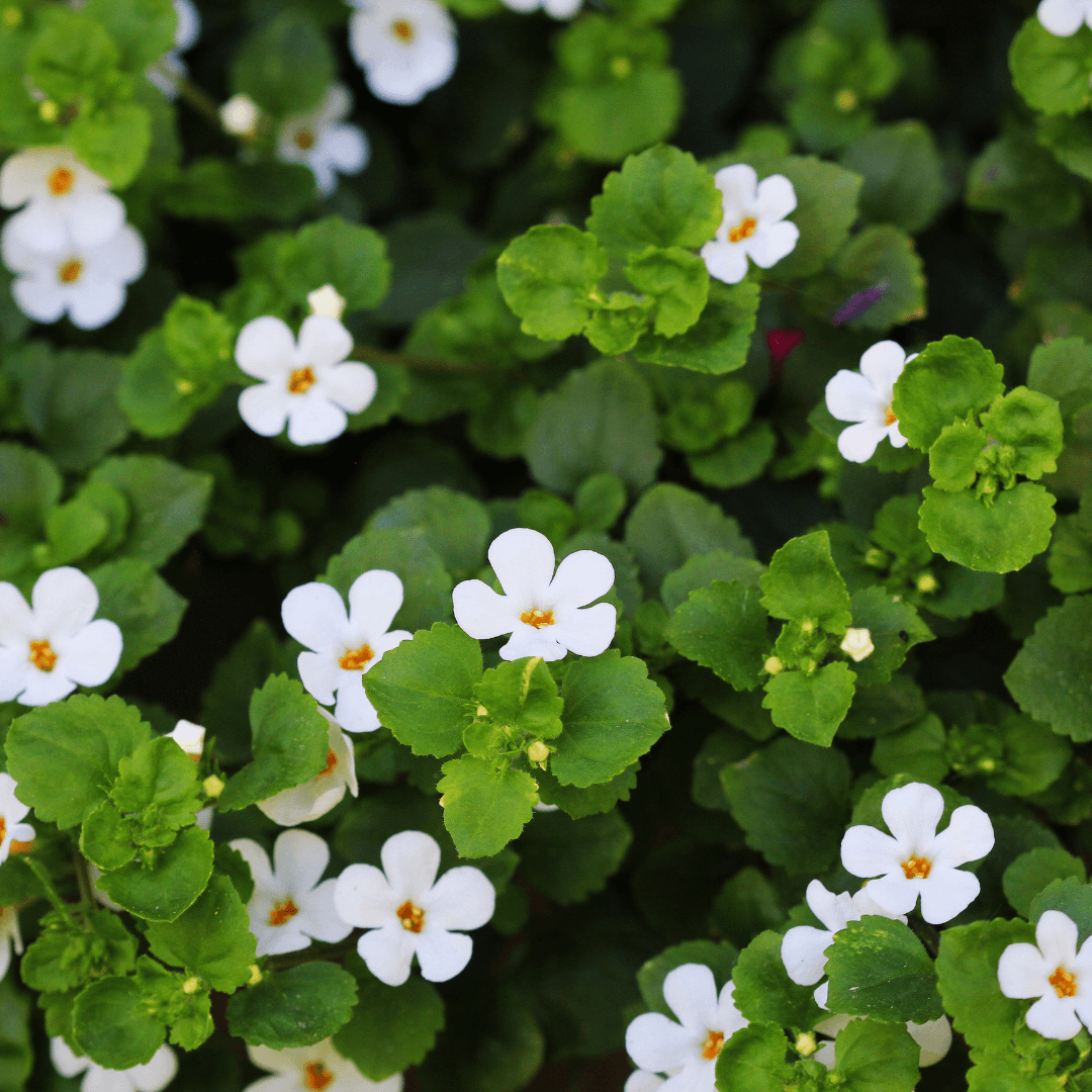 Beautiful Brahmi: A Nootropic for the Nervous System
