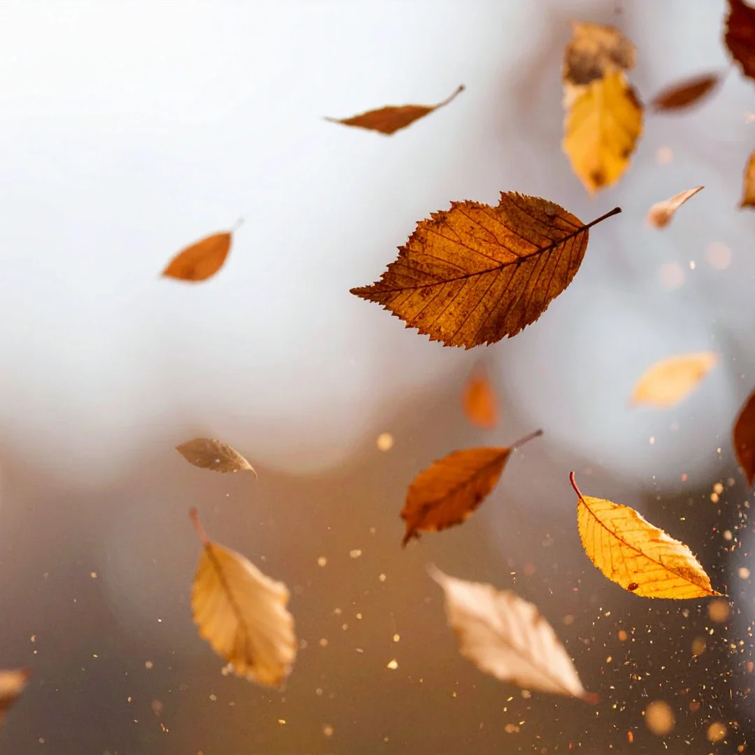 Ritu Sandhi: How to Navigate Seasonal Changes&nbsp;with Ayurveda