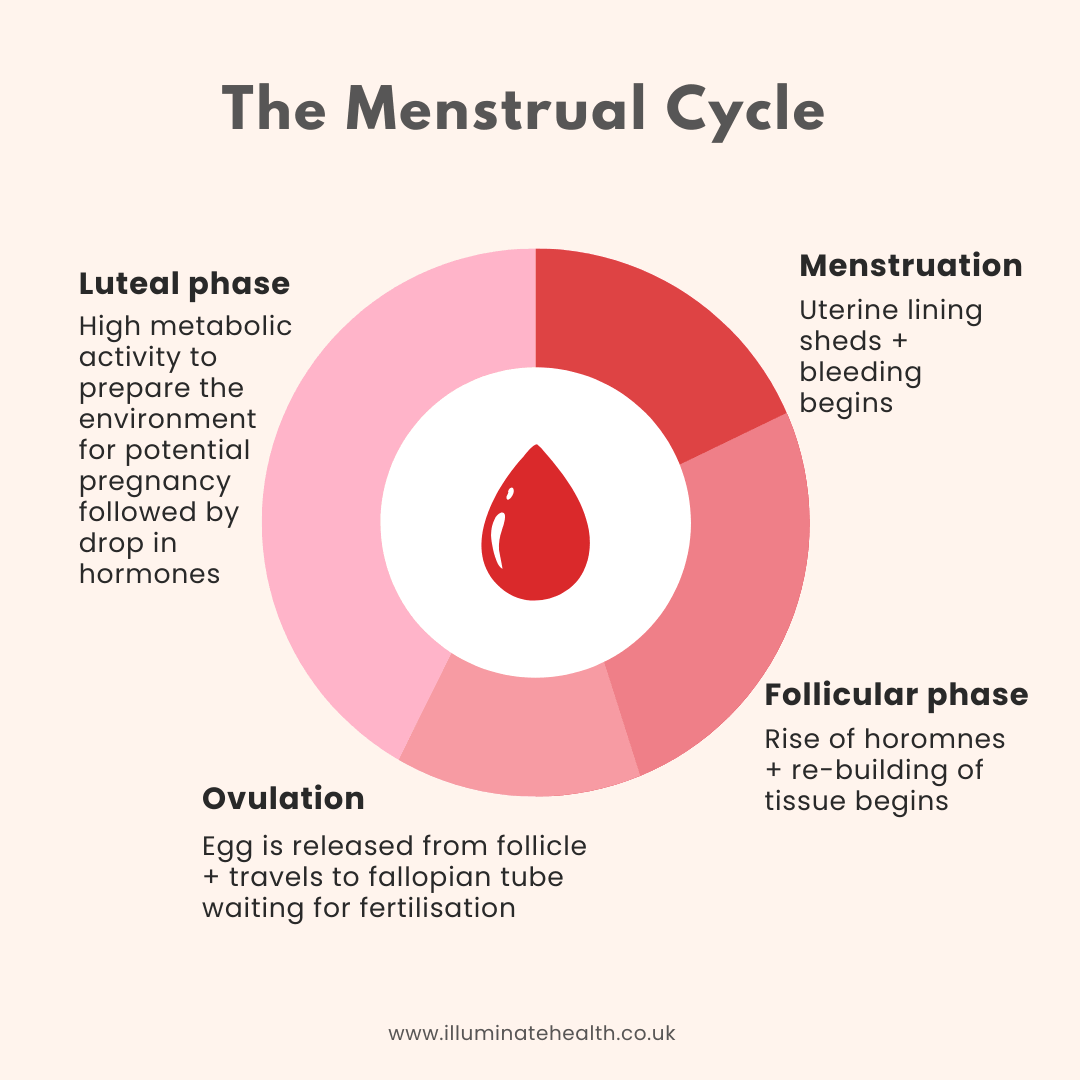 Infographic showing the different stages of the menstrual cycle