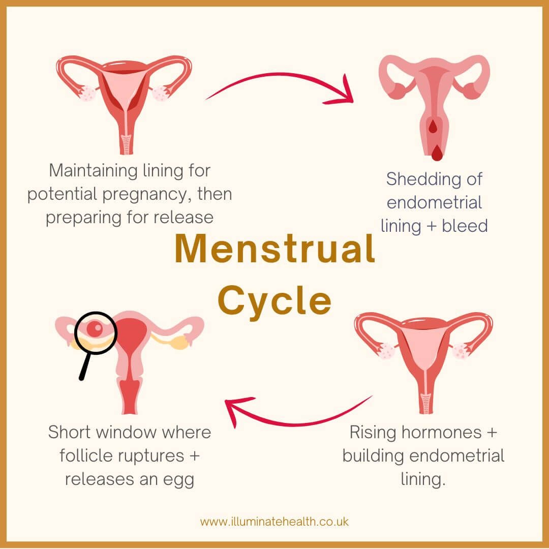 Infographic showing the endometrial cycle