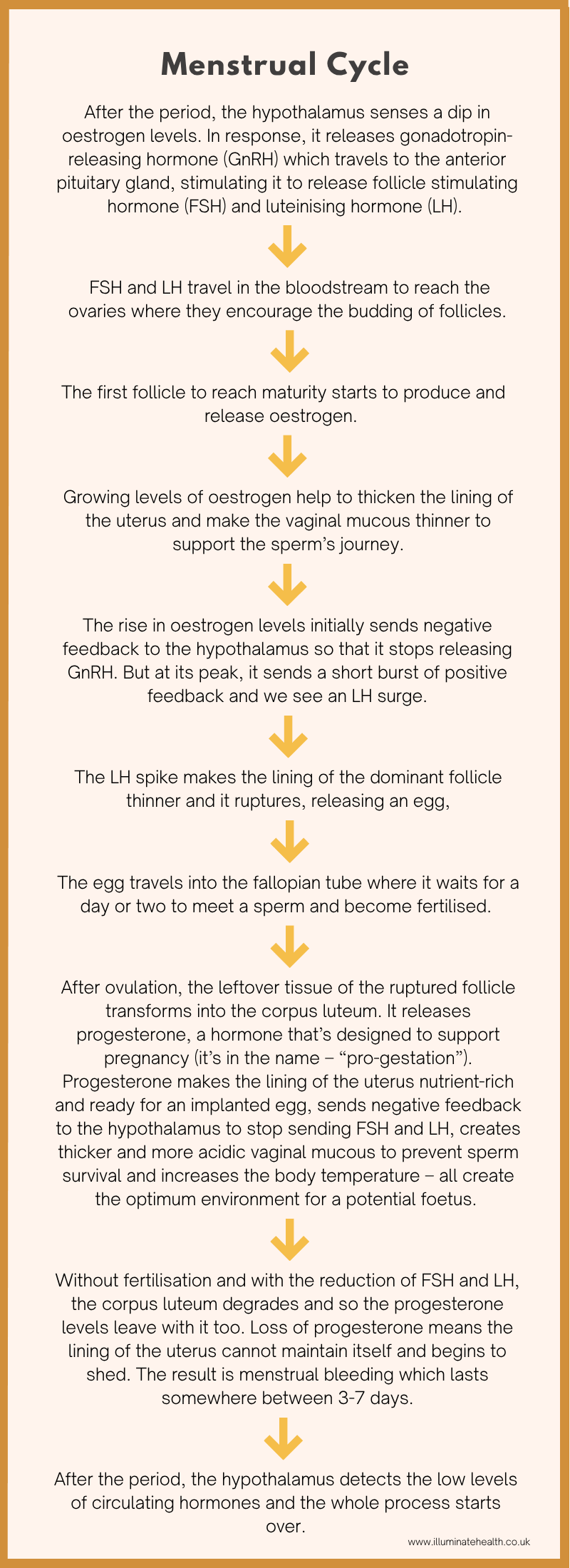 Written flowchart describing the menstrual cycle