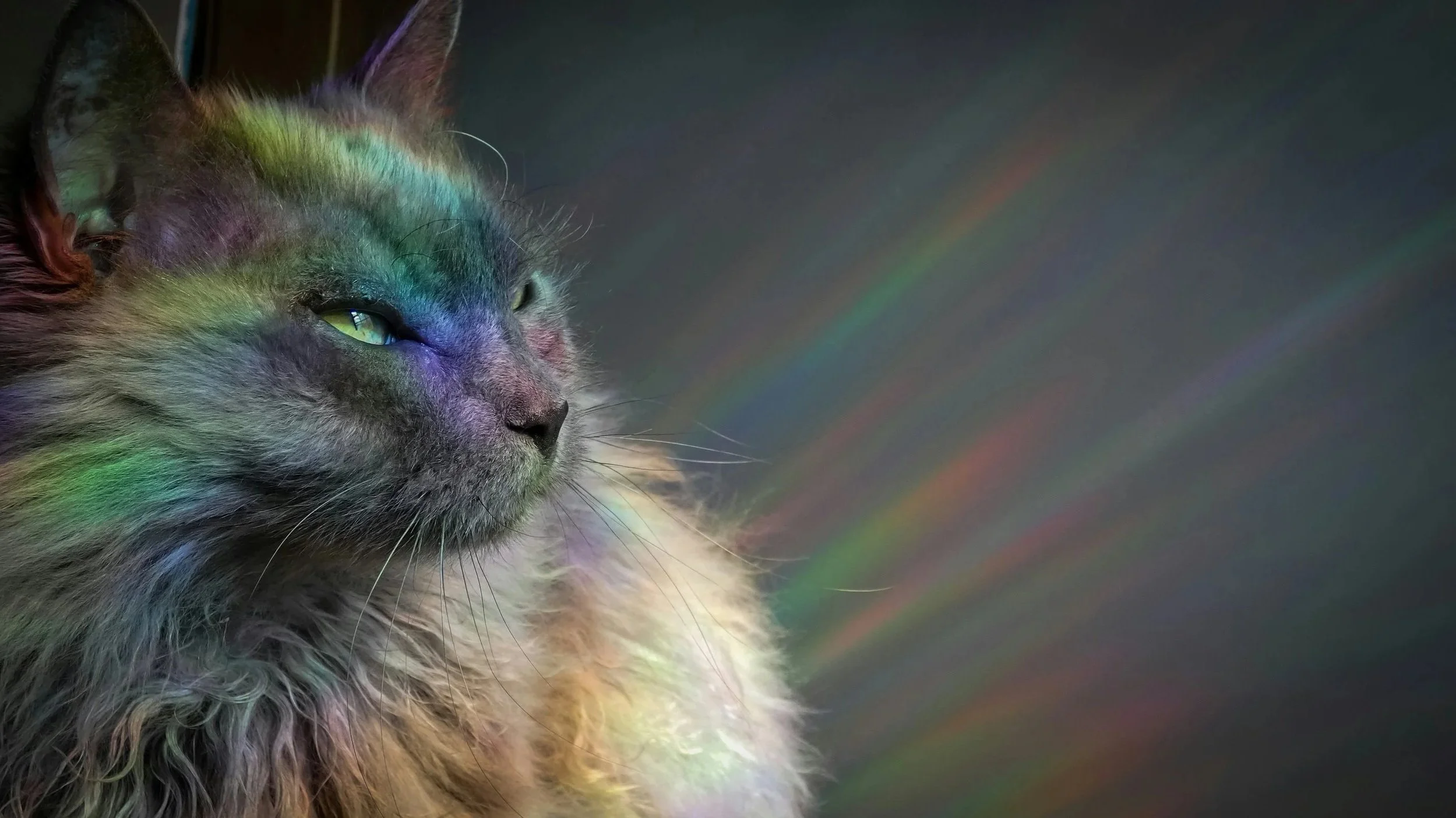 Animal Reiki Level 2 Practitioner Certification: Let Animals Lead® (Day 1 of 2)