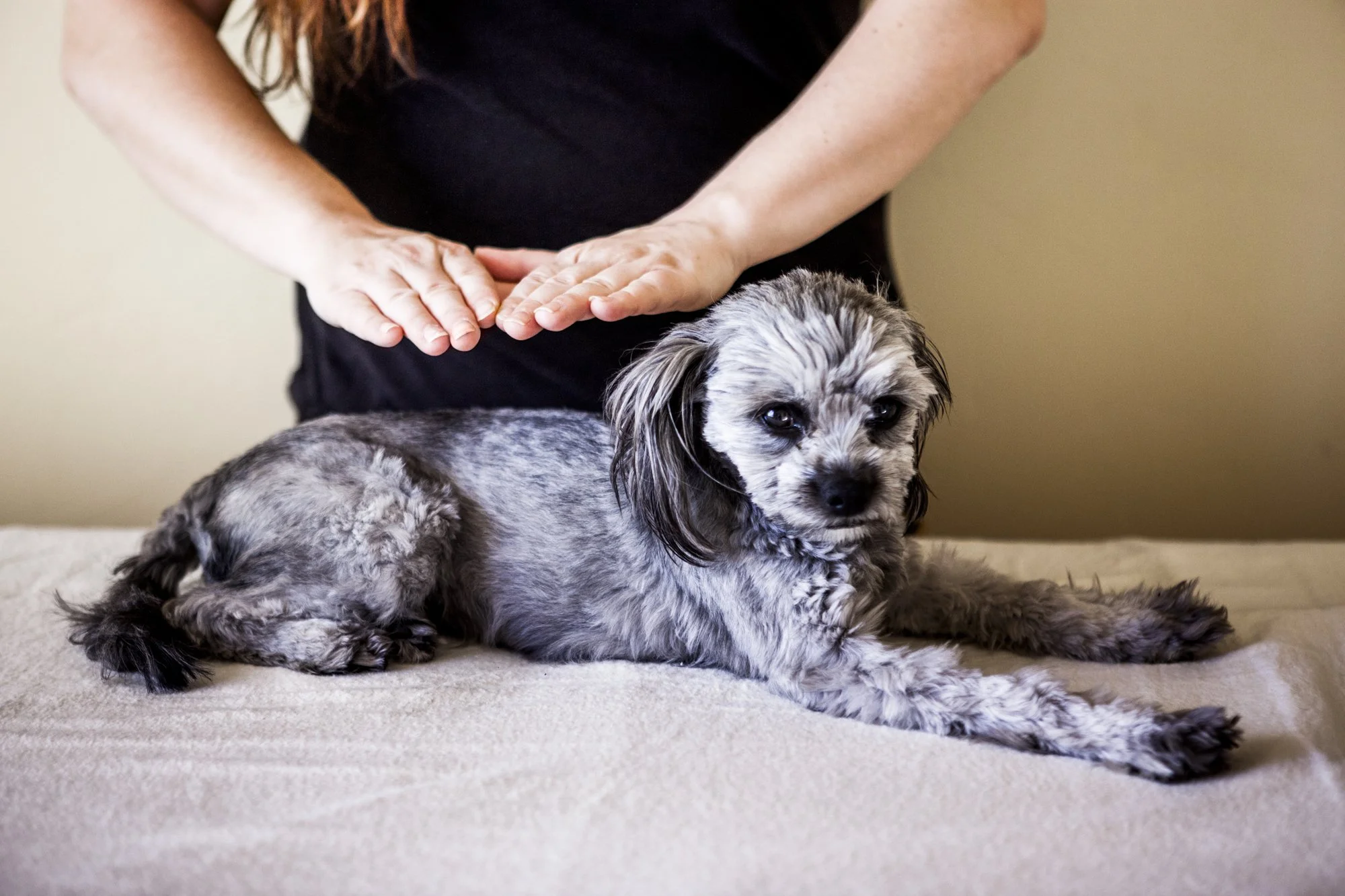 Animal Reiki hands offering gentle healing above a peaceful dog.