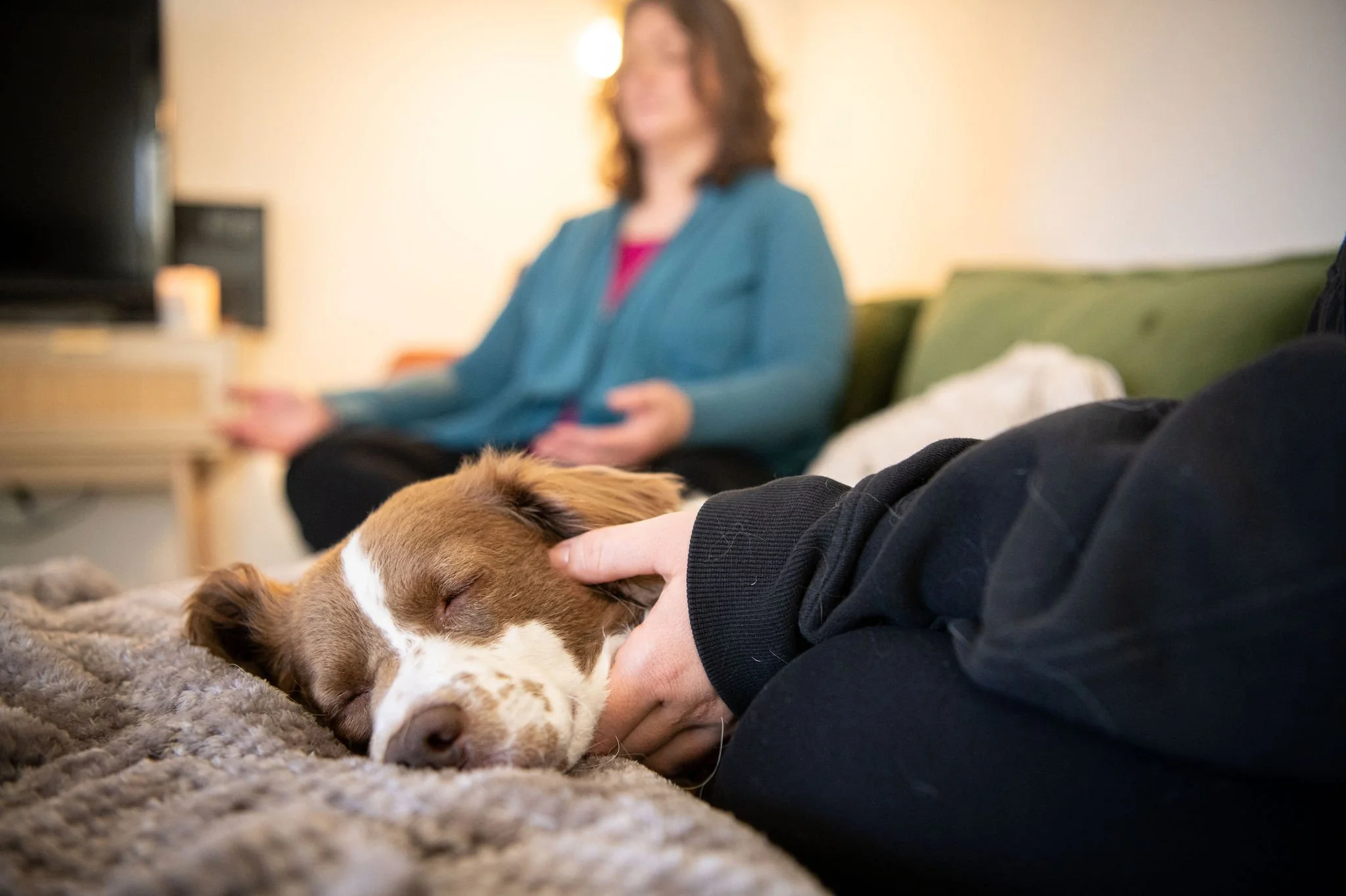 dog relaxing during animal reiki session at home