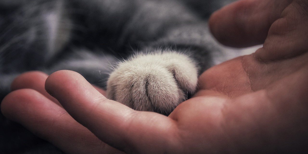 Animal Conscience Animal Sentience & Consciousness, and it's implications for human ...