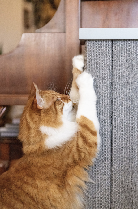 Cat Behavior Scratching Post