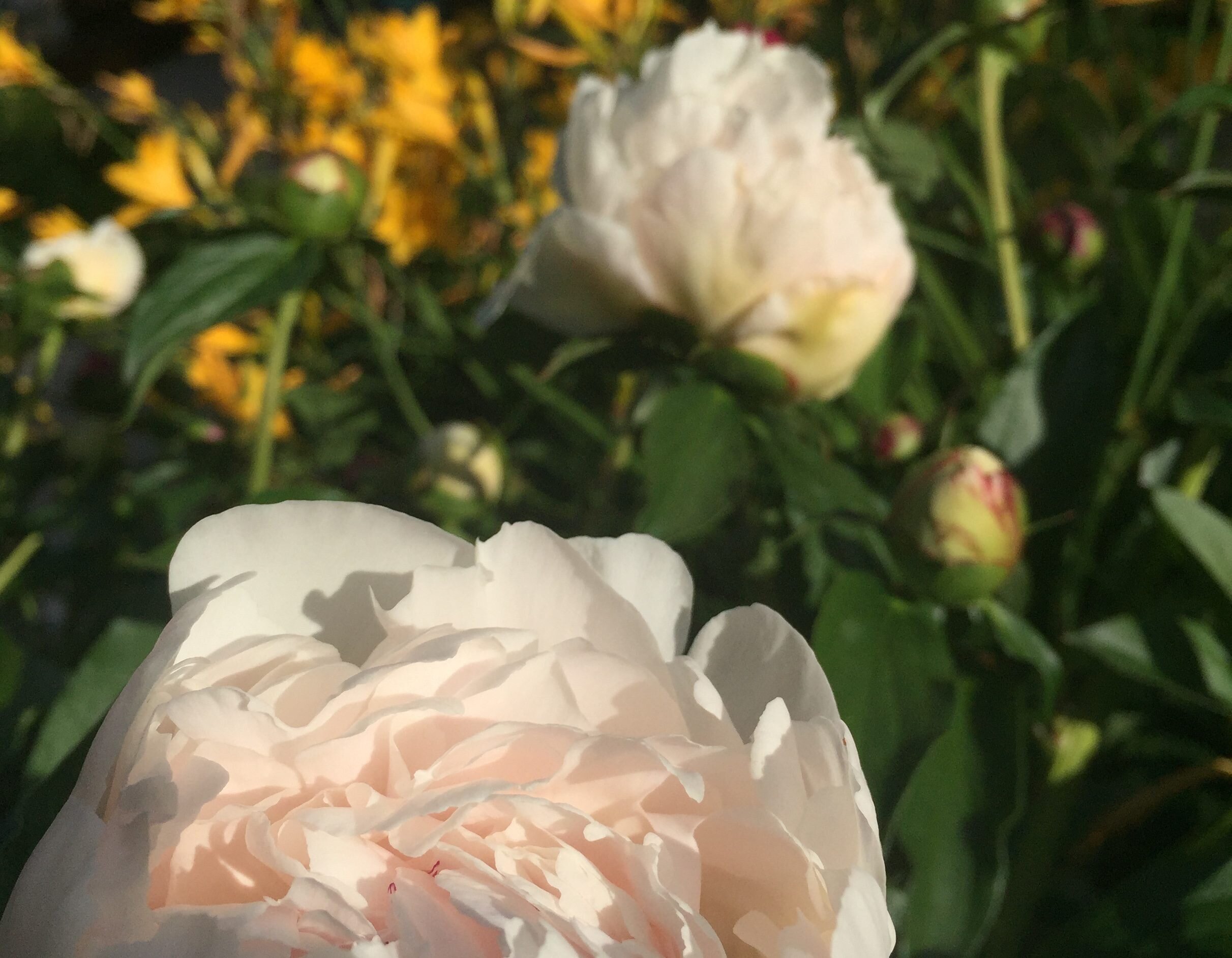 Occupations and Preoccupations