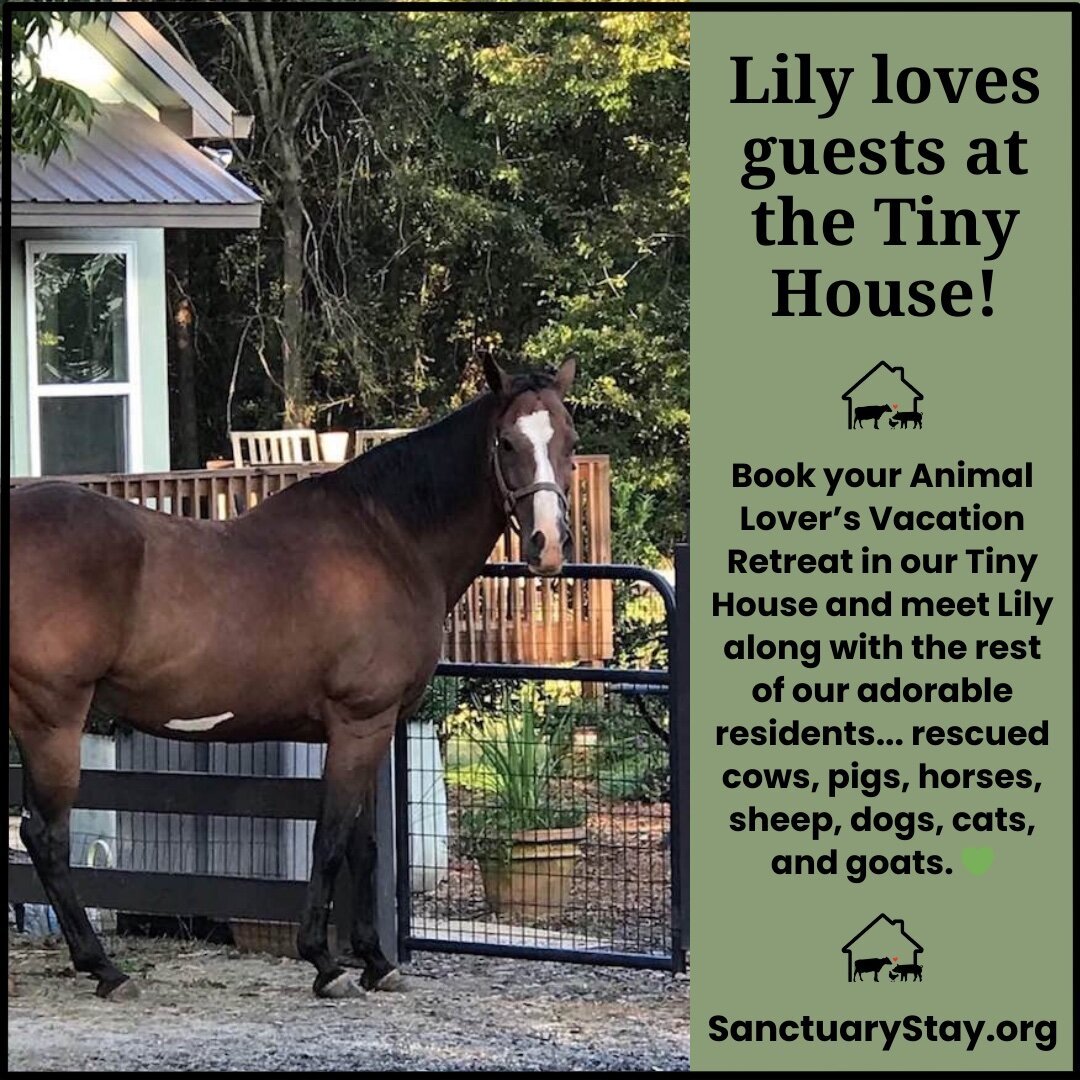 Can you imagine being greeted by sweet Lily when you return 'home' to your Tiny House Vacation Rental? 

Book your &quot;Animal Lover's Dream Vacation&quot; at our beautiful Tiny House in the middle of our 18 acre farm sanctuary.

1 Bed, 1 Bath, Laun