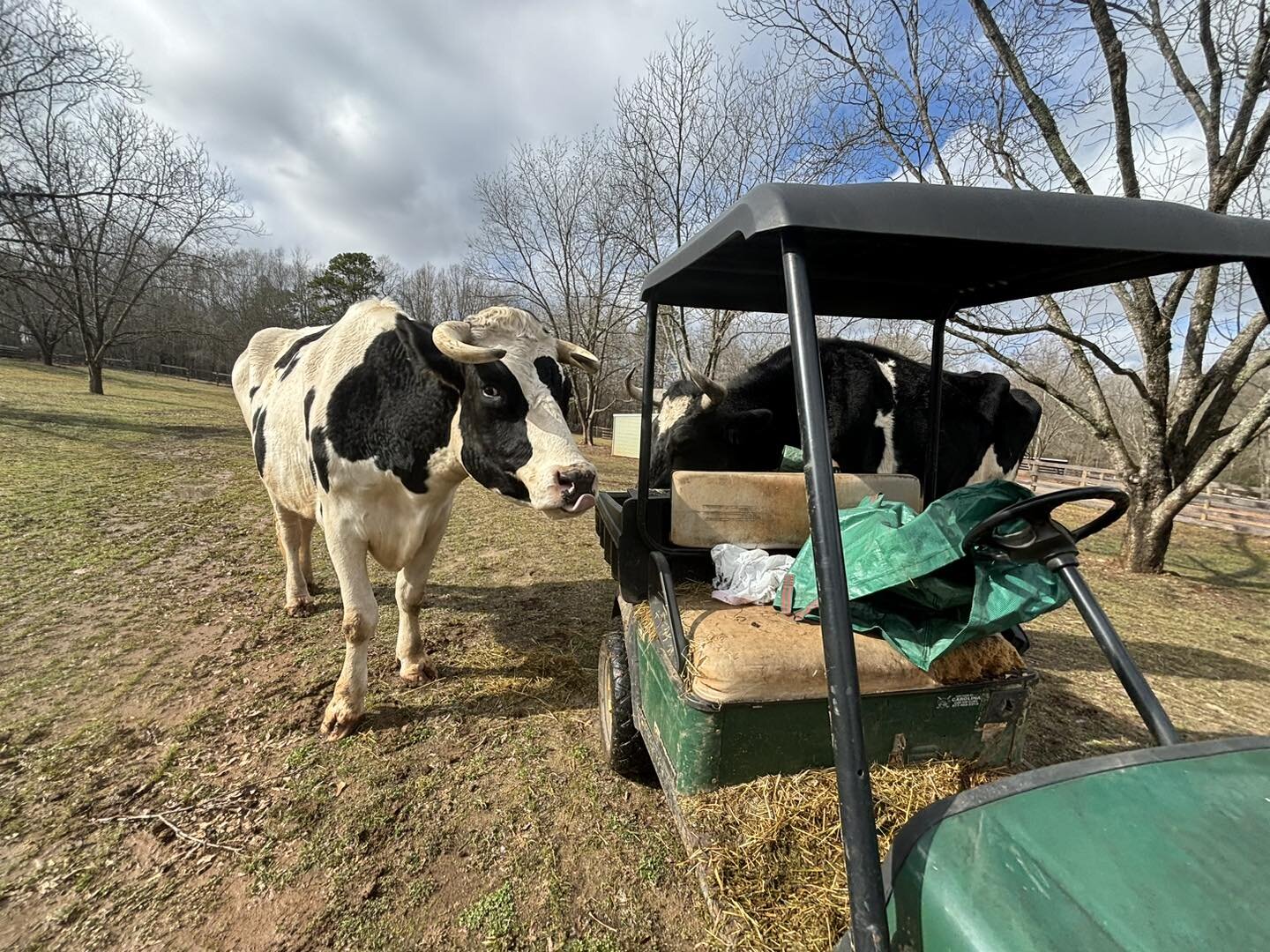 Got pulled over by the authorities today. And now they&rsquo;re searching my vehicle! 😉 

Officer Zeek came in for a closer inspection, then let me off with just a warning. 

#farmsanctuary #cows