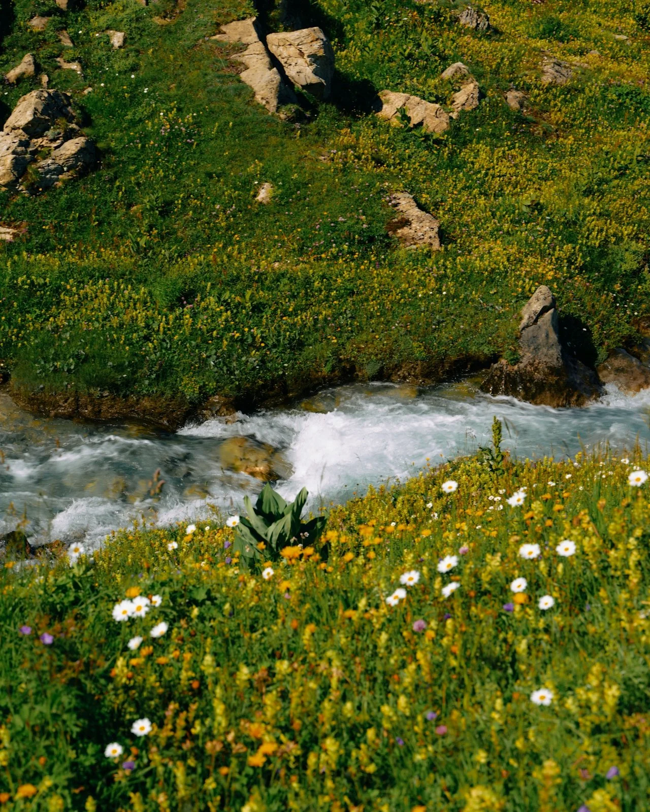 A mountain stream flowing through a lush green meadow with flowers and rocks.
