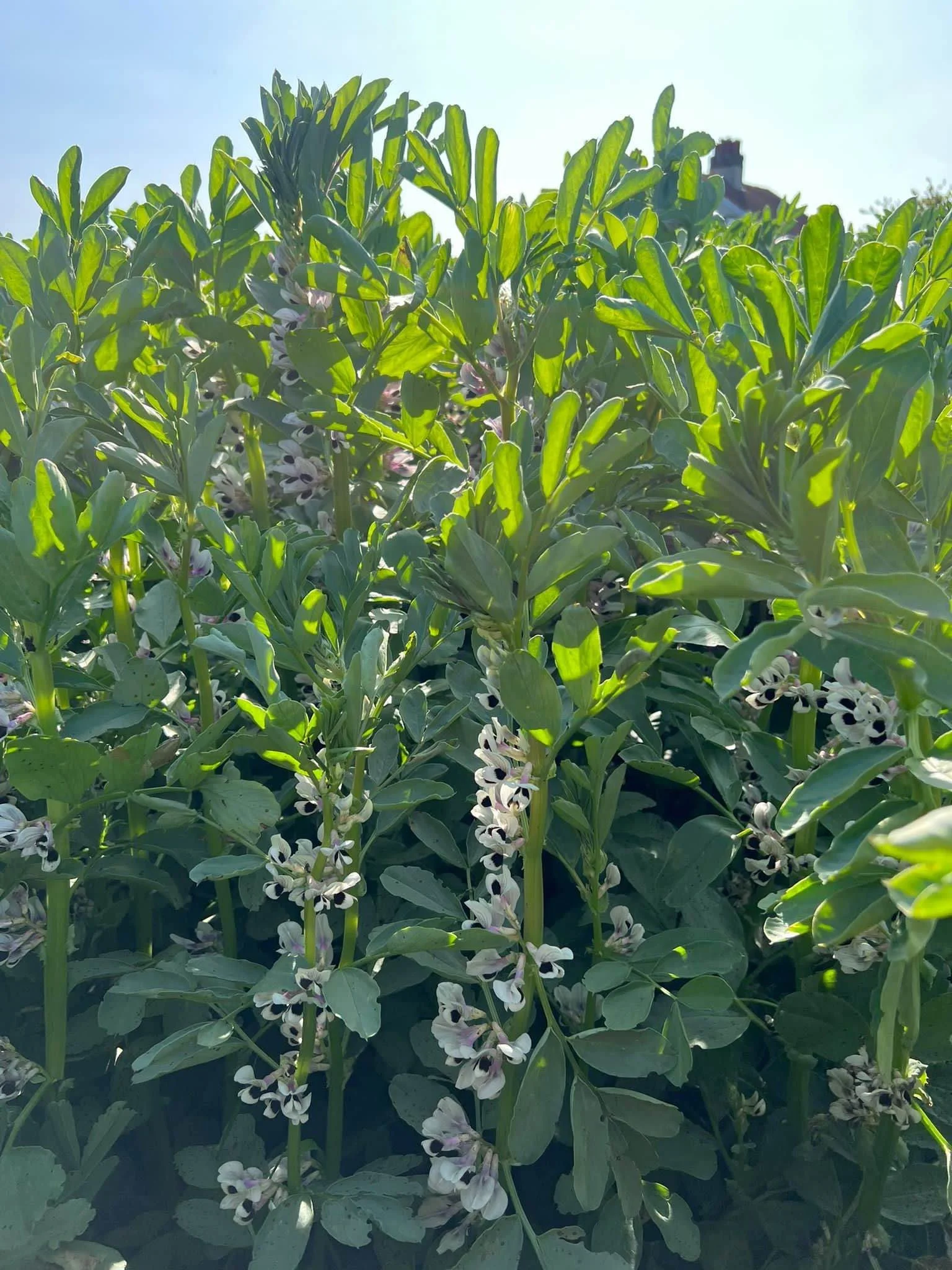 beans.jpg
