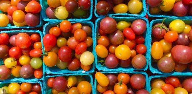Learn How to Pick Tomatoes at the Farmer’s Market with Executive Chef Matteo Bergamini