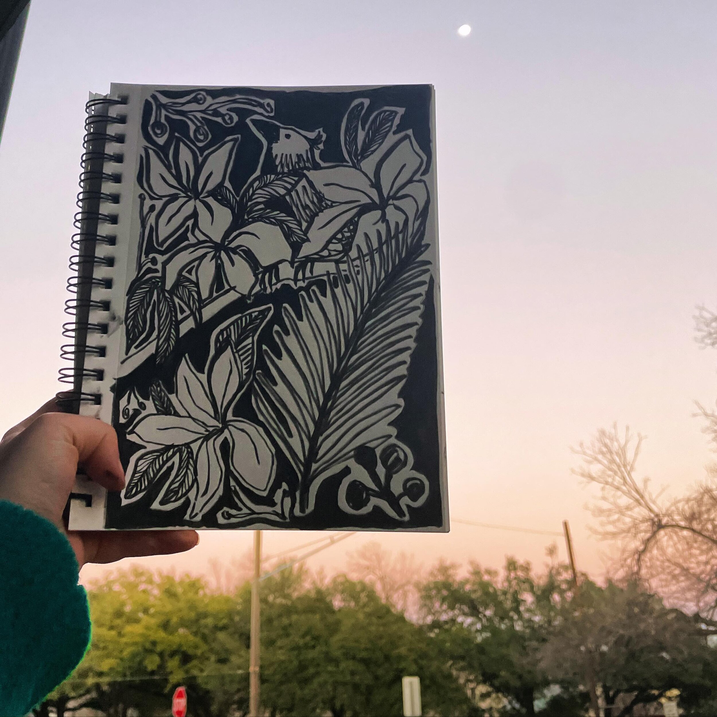 Day 3 🌅 pretty sky this evening served as the perfect backdrop to today&rsquo;s drawing. Feels kinda tropical 🦜
.
.
.
.
.
#100dayproject #birddrawing #tropicalplants #illustration