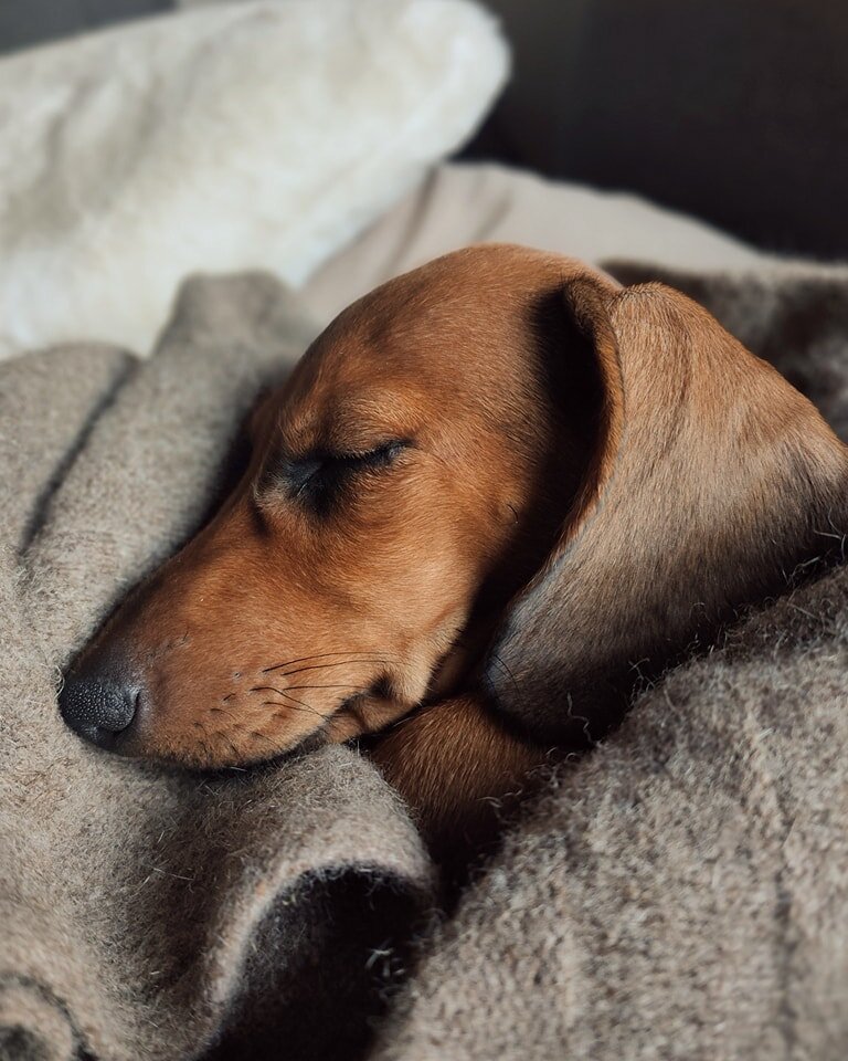 Wearing Wyld is like the comforts of home - cosyness, relaxed, and familiar. 

Frankie is no fool
He's always going to choose Wyld wool!

#nzpups #sausagedognz #wylddogs #lovenzwool