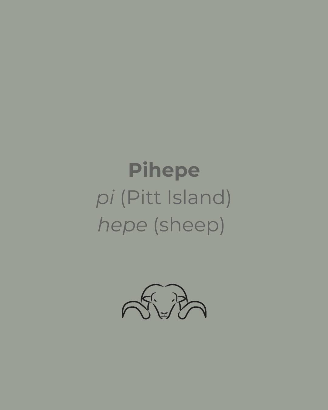 Our Pihepe (Pitt Island Wild Sheep) are farmed on Banks Peninsula, Canterbury. 
They originate from Saxony Merinos. They were sent to Pitt Island in the Chatham Islands off the East coast of New Zealand in 1841 by Baron von Alsdorf. In 1843, Frederic