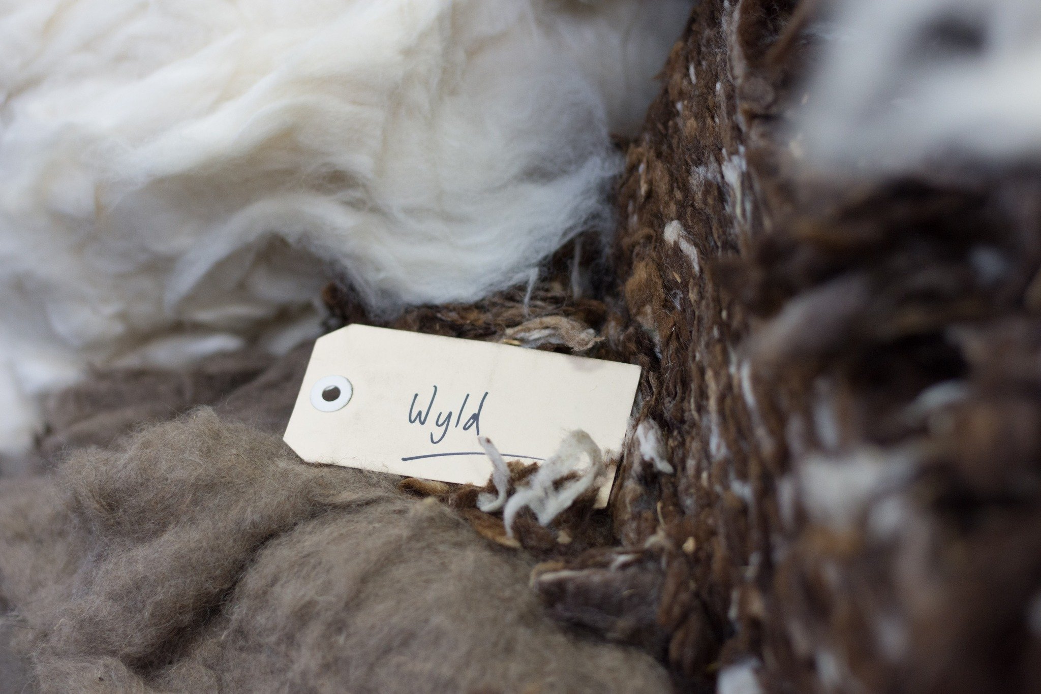Our Pihepe yarn is not just wool. It is the unique combination of Pihepe (Pitt Island Wild Sheep), Merino, and Possum. 

Woolyarns in Wellington turn these 3 ingredients into the lightweight cosiness you know as Wyld.

The critical pieces to understa